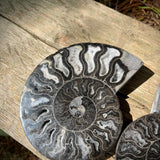 Rare Black Ammonites