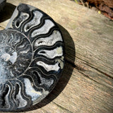 Rare Black Ammonites