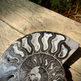 Rare Black Ammonites