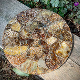 Polished Handmade Ammonite Table Plaques