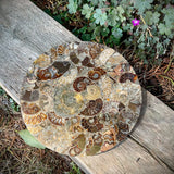 Polished Handmade Ammonite Table Plaques