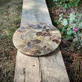 Polished Handmade Ammonite Table Plaques