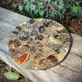 Polished Handmade Ammonite Table Plaques