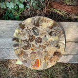 Polished Handmade Ammonite Table Plaques