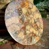 Polished Handmade Ammonite Table Plaques