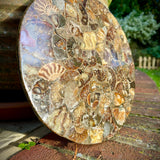 Polished Handmade Ammonite Table Plaques